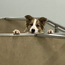 Cleopatra - Border Collie