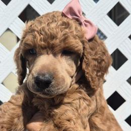 Pink - Red  female Poodle puppy in El Paso, Texas from Paws Of Beauty