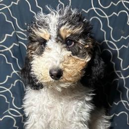 Tia - Black white and tan female Cockapoo puppy in Connersville, Indiana from MoonShine Babies