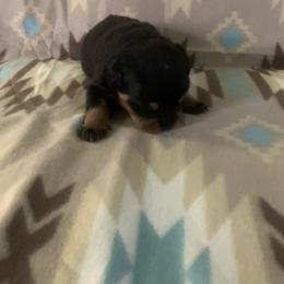 Boy 5 - Black and rust male Rottweiler puppy in Detroit, Michigan from Rottweiler Land