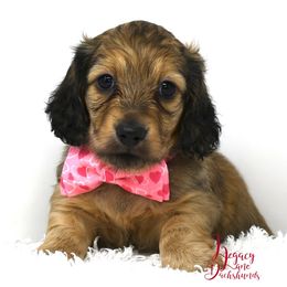 Jack - Dachshund puppy from Legacy Lane Dachshunds