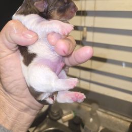 Nugget - Chocolate, tan and white male Yorkshire Terrier puppy in Yucca Valley, California from Deborah Punjak's Yorkshire Terriers