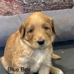 Blue Boy - Apricot male Goldendoodle puppy in Colorado Springs, Colorado from Pikes Peak Doodles
