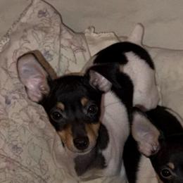 Pup A - White black and tan male Toy Fox Terrier puppy in Clermont, Florida from Debbie Hiles's Toy Fox Terriers