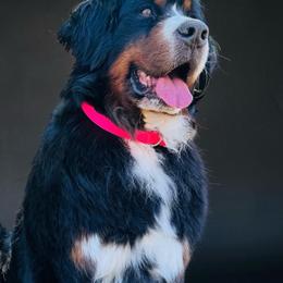 Bree - Bernese Mountain Dog