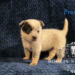Prancer - Blue female Australian Cattle Dog puppy in Silsbee, Texas from Rockin ND Ranch
