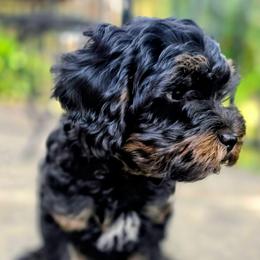Rupert - Tri-color male Cavapoo puppy in Auburn, California from Gold Country Doodles