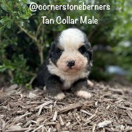 Tan Collar - Black rust and white male Bernese Mountain Dog puppy in Flat Rock, Illinois from Corner Stone Bernese Mountain Dogs