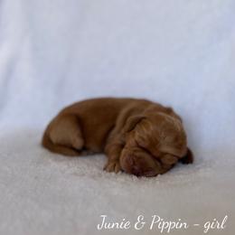 Breezy - Caramel female Australian Labradoodle puppy in Belding, Michigan from Rutu Australian Labradoodles