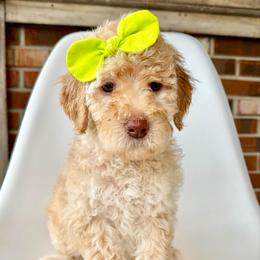 Fawn - Cream female Goldendoodle puppy in Pulaski, Tennessee from Doodle My Heart