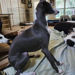 Italian Greyhound and Whippet Puppies from Meraki's Whippets & Italian Greyhounds