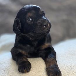 S'more - Phantom female Bernedoodle puppy in Mc Gaheysville, Virginia from Doting Doodles