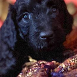 Marina - Black phantom female Aussiedoodle puppy in Riverside, California from Just Loving Doodles