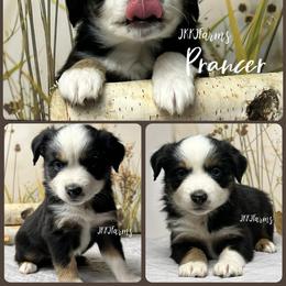 (6) Prancer, BTF - Red merle female Miniature American Shepherd puppy in Huntington, Texas from JKKJ Farms