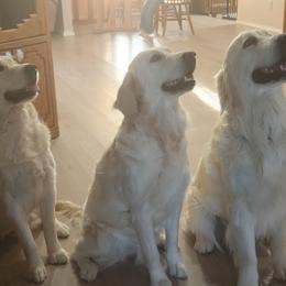 Golden Retriever All Grown Up from Teeter's Desert  Goddess Goldens