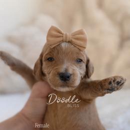 Padmé - Apricot female Goldendoodle puppy in Gilbert, Arizona from Doodle Bliss