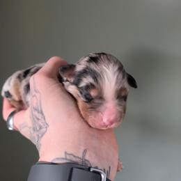 Boy 6 - Blue merle male Australian Shepherd puppy in London, Kentucky from Kenmont Kennels