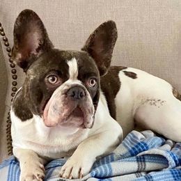 French Bulldogs from Hard Rock Frenchies