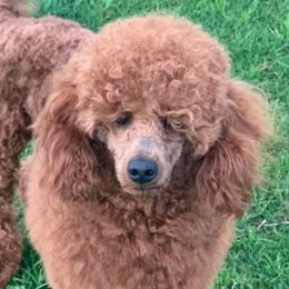 Cavapoos, Goldendoodles, and Poodles from Desert Valley Doodles