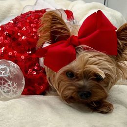 PINKY - Yorkshire Terrier