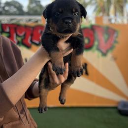 Rottweiler Puppies from Vonbart Rottweilers