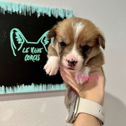 Girl 3 - Sable Pembroke Welsh Corgi puppy in Fallbrook, California from Le Rêve Corgis