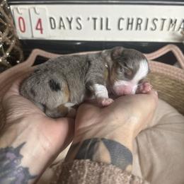 Captain Marvel - Blue merle female Australian Shepherd puppy in Hemet, California from Perfect Companion Aussie's