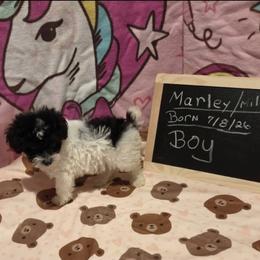 Boy 1 - Parti male Poodle puppy in North Augusta, South Carolina from Tiny Paws Luxury Pets
