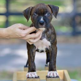 The Free Spirit - Brown brindle male American Staffordshire Terrier puppy in St. Augustine, Florida from LBK & Ancient City