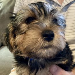 Assorted Doodle Crosses, Double Doodle, Maltipoo, Morkie, and Yorkipoo Puppies from Danza Bolo