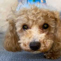 Poodles and Schnoodles from Bred by Brennen