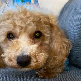 Poodles and Schnoodles from Bred by Brennen
