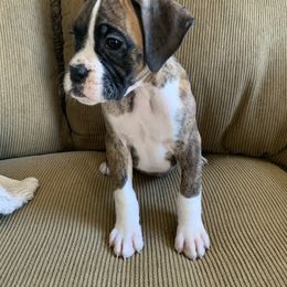 Boxer Puppies from Georgia Boxer Puppies