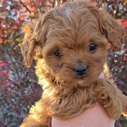 Bailey - Red female Cavapoo puppy in Blackfoot, Idaho from Rocky Desert Goldens and Cavaliers