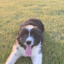 Girl 1 - female Aussiedoodle puppy in Baldwin, Georgia from Tates Creek Kennels