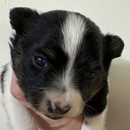 Uno - White black and tan male Papillon puppy in Chattanooga, Oklahoma from Lottie Dottie Scottie’s and Papillons