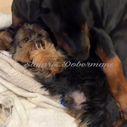Sampson - Black and rust male Doberman Pinscher puppy in North Judson, Indiana from Stalaris Dobermans