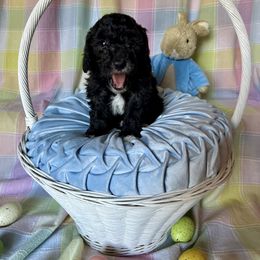 Goldendoodle Puppies from Our Darling Doodles