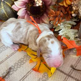Ginger - Yellow and white female Bernedoodle puppy in Gilbert, Arizona from The Berne Barn... it’s a Doodle thing!