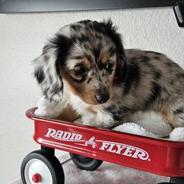 Dachshund Puppies from Rita's Dachshunds