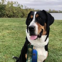 Greater Swiss Mountain Dogs and Rottweilers from SS Swisses