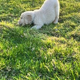 Golden Retriever and Labrador Retriever Puppies from Abels Envy Retrievers
