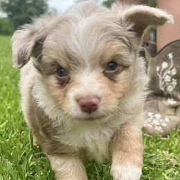 Toy Australian Shepherds from Double R farms