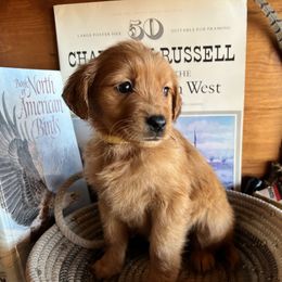 Light Yellow - Dark golden female Golden Retriever puppy in Leadore, Idaho from Gunsight Goldens