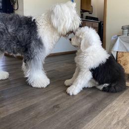 Old English Sheepdog Puppies from Yadah Sheepdogs