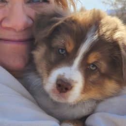 Australian Shepherds and Miniature American Shepherds from Jorvik Australian Shepherds
