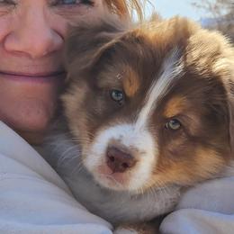 Australian Shepherds and Miniature American Shepherds from Jorvik Australian Shepherds