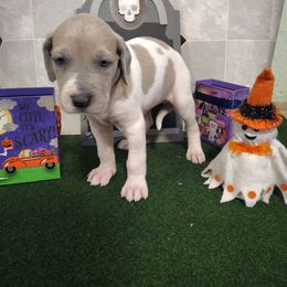 Tinker Bell - Fawn female Great Dane puppy in Marshall, Michigan from Dream K9