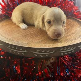 MWM3 cream or red - Cream male Dachshund puppy in Carthage, Texas from Rafter C Ranch Doxies