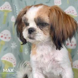 Shih Tzu Puppies from Altas Palmas Shih Tzu